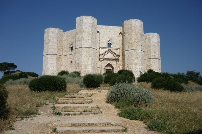 maschio adulto di Lycosa tarantula - Castel del Monte (BT)